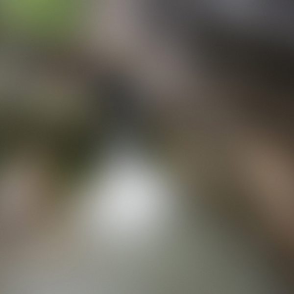 Curabitur libero sem